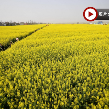 【🌸湘約花季 · 春漫桃源】 長沙、常德賞花4天純玩高鐵團  十美堂萬畝油菜花海、常德桃花源景區、觀看大型溪流漫遊實景演出《桃花源記》、湖南省植物園、簡牘博物館、橘子洲景區、長沙City Walk