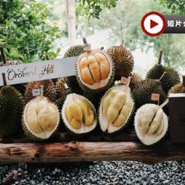 《永安獨家果園》【季節限定㊣各種名貴榴槤任食】吉隆坡+馬六甲 天空之鏡 榴槤任食 5天之旅【永安獨家全新夜景餐廳Puncak ALOP】