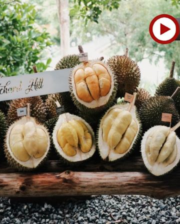 天空之鏡《永安雙獨家~榴槤果園+全新夜景山頂餐廳》【季節限定㊣各種名貴榴槤任食】+吉隆坡【永安獨家全新夜景山頂餐廳Puncak ALOP】+馬六甲河遊船 榴槤任食 5天之旅