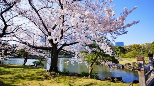 濱離宮恩賜庭園