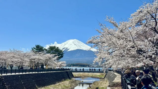 河口湖櫻花祭
