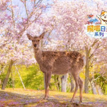 京都+ 奈良 雙古都《一日遊》  即報即成團 |  一人可出發 | 9人小團 |免收旅行團服務費 | 全程無購物 