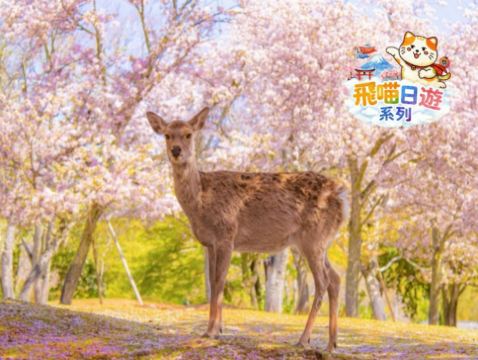 京都+ 奈良 雙古都《一日遊》  即報即成團 |  一人可出發 | 9人小團 |免收旅行團服務費 | 全程無購物 