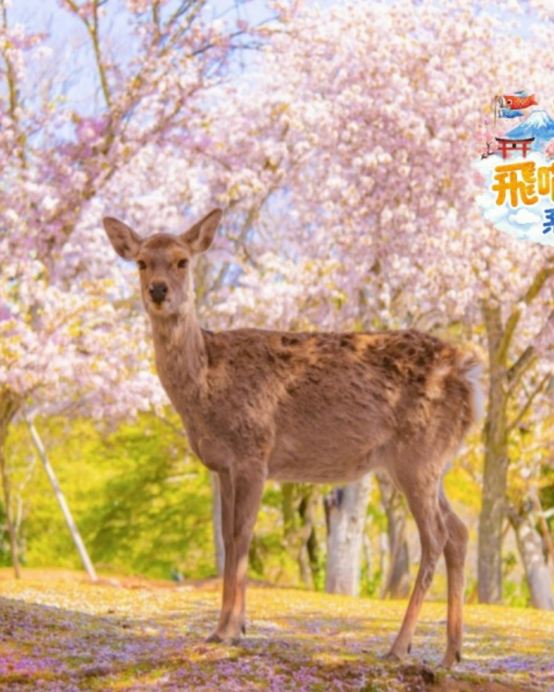 京都+ 奈良 雙古都《一日遊》  即報即成團 |  一人可出發 | 9人小團 |免收旅行團服務費 | 全程無購物 