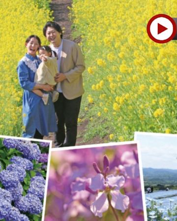 東京迪士尼、河口湖 6天樂園美景之旅   東京迪士尼樂園/迪士尼海洋~全日任玩套票、Mother牧場(欣賞花田美景)