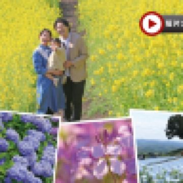 東京迪士尼、河口湖 6天樂園美景之旅   東京迪士尼樂園/迪士尼海洋~全日任玩套票、Mother牧場(欣賞花田美景)