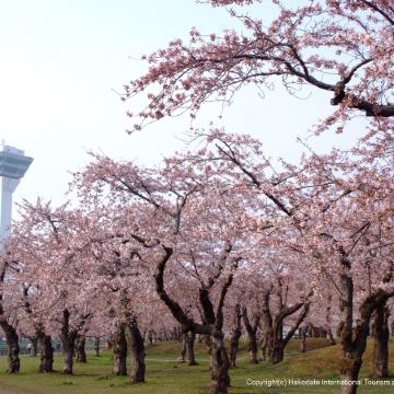北海道~道南 春日溫泉6天之旅 《細意安排》2晚北湯澤Soraniwa 森の空庭/ 綠之風溫泉酒店、賞櫻名所(大沼國定公園、五稜郭塔~登上展望台賞星形要塞、洞爺湖展望台、北海道神宮)
