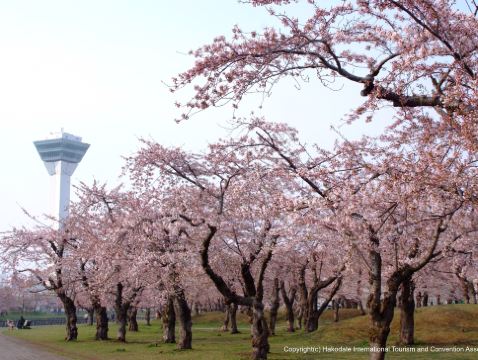 北海道~道南 春日溫泉6天之旅 《細意安排》2晚北湯澤Soraniwa 森の空庭/ 綠之風溫泉酒店、賞櫻名所(大沼國定公園、五稜郭塔~登上展望台賞星形要塞、洞爺湖展望台、北海道神宮)