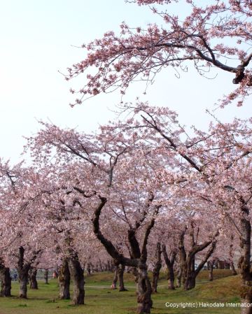 北海道~道南 春日溫泉6天之旅 《細意安排》2晚北湯澤Soraniwa 森の空庭/ 綠之風溫泉酒店、賞櫻名所(大沼國定公園、五稜郭塔~登上展望台賞星形要塞、洞爺湖展望台、北海道神宮)