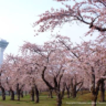 北海道~道南 春日溫泉6天之旅 《細意安排》2晚北湯澤Soraniwa 森の空庭/ 綠之風溫泉酒店、賞櫻名所(大沼國定公園、五稜郭塔~登上展望台賞星形要塞、洞爺湖展望台、北海道神宮)