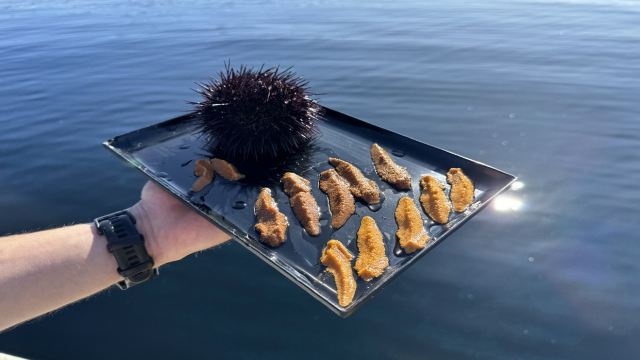 塔斯曼尼亞海鮮遊船