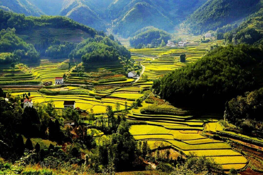 漢中百萬畝油菜花海