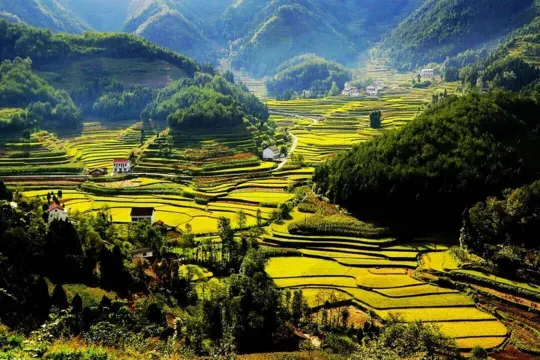 漢中百萬畝油菜花海