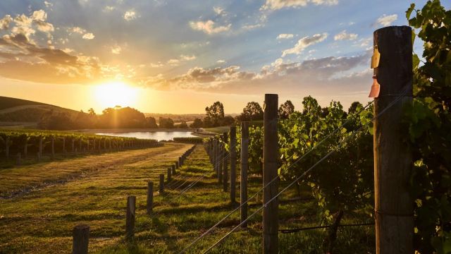 Soumah of Yarra Valley