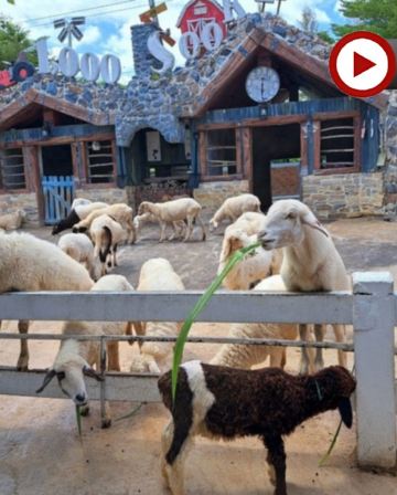 「泰」美麗曼谷、華欣 5天之旅 Pop Mart旗艦店、鄉村風主題農場~1000 Sook、Don Hoi Lot小漁村