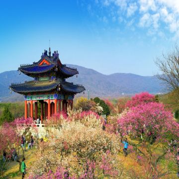 🌸江南純玩(南京、揚州、無錫、蘇州、宜興) 春日賞花6天團 黿頭渚賞櫻/榮氏梅園、梅花山賞梅/南京中山植物園、宜興窯湖小鎮、龍行水秀表演、瘦西湖、個園、拈花灣、平江路歷史街區、留園、玄武湖公園