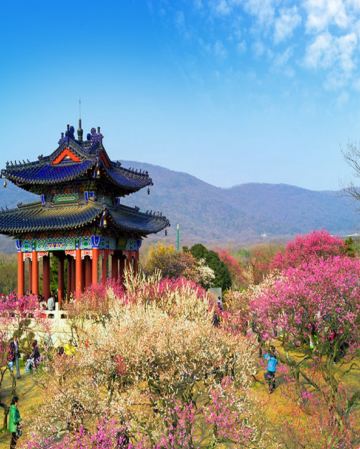 🌸江南純玩(南京、揚州、無錫、蘇州、宜興) 春日賞花6天團 黿頭渚賞櫻/榮氏梅園、梅花山賞梅/南京中山植物園、宜興窯湖小鎮、龍行水秀表演、瘦西湖、個園、拈花灣、平江路歷史街區、留園、玄武湖公園