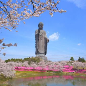 東京、茨城、輕井澤7天花見巡禮之旅  3晚溫泉酒店、日立海濱公園浪漫花海、足利花卉公園花の物語、「賞櫻名所」 濱離宮恩賜庭園、「南阿爾卑斯山」昇仙峽、「世界三大高佛像」牛久大佛