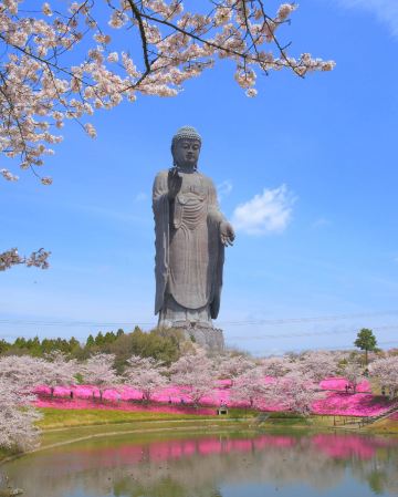 東京、茨城、輕井澤7天花見巡禮之旅  3晚溫泉酒店、日立海濱公園浪漫花海、足利花卉公園花の物語、「賞櫻名所」 濱離宮恩賜庭園、「南阿爾卑斯山」昇仙峽、「世界三大高佛像」牛久大佛