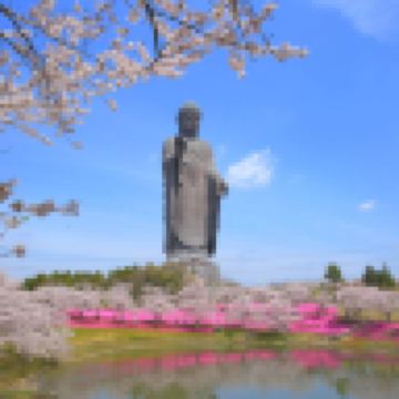 東京、茨城、輕井澤7天花見巡禮之旅  3晚溫泉酒店、日立海濱公園浪漫花海、足利花卉公園花の物語、「賞櫻名所」 濱離宮恩賜庭園、「南阿爾卑斯山」昇仙峽、「世界三大高佛像」牛久大佛