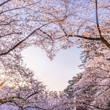 青森、岩手 春の物語7天溫泉之旅~「賞櫻名所百選」(弘前城)、「賞櫻名所」(會津鶴城、土津神社、青葉城遺址、成田山新勝寺)、「米芝蓮2星級」奧入瀨溪流、「日本第一美溪」嚴美溪