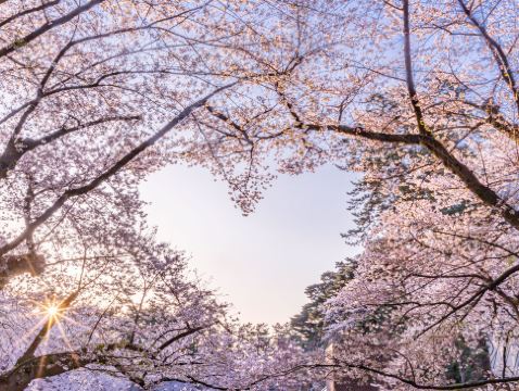 青森、岩手 春の物語7天溫泉之旅~「賞櫻名所百選」(弘前城)、「賞櫻名所」(會津鶴城、土津神社、青葉城遺址、成田山新勝寺)、「米芝蓮2星級」奧入瀨溪流、「日本第一美溪」嚴美溪