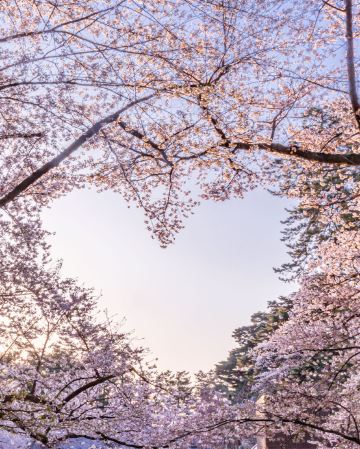 青森、岩手 春の物語7天溫泉之旅~「賞櫻名所百選」(弘前城)、「賞櫻名所」(會津鶴城、土津神社、青葉城遺址、成田山新勝寺)、「米芝蓮2星級」奧入瀨溪流、「日本第一美溪」嚴美溪
