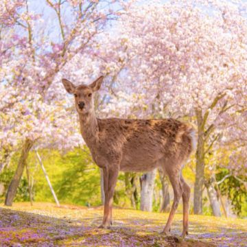 京都+ 奈良 雙古都《一日遊》  即報即成團 |  一人可出發 | 9人小團 |免收旅行團服務費 | 全程無購物 