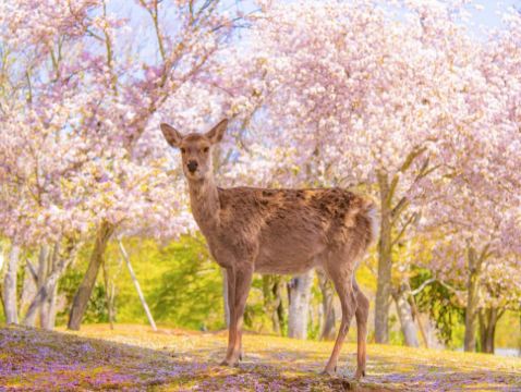 京都+ 奈良 雙古都《一日遊》  即報即成團 |  一人可出發 | 9人小團 |免收旅行團服務費 | 全程無購物 