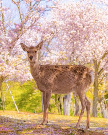 京都+ 奈良 雙古都《一日遊》  即報即成團 |  一人可出發 | 9人小團 |免收旅行團服務費 | 全程無購物 