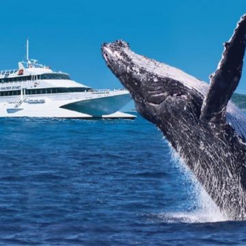 【📷難忘體驗~包手抱樹熊合照🐨】澳洲昆士蘭~布里斯本、黃金海岸7天團 -🐬入住兩晚大自然天堂～海豚島天閣露馬度假村(出海尋找鯨魚蹤跡、滑沙、餵食野生海豚)、澳洲三大樂園之一~華納兄弟電影世界🎢