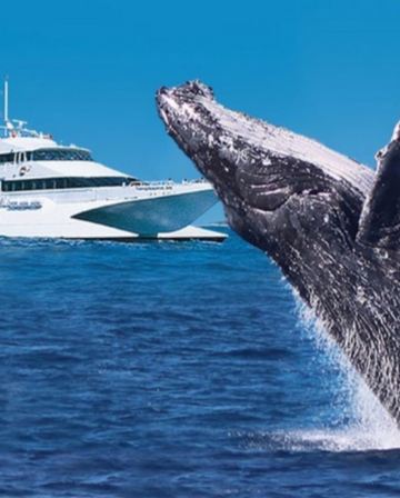 【難忘體驗~包手抱樹熊合照】澳洲昆士蘭~布里斯本、黃金海岸7天團 -入住兩晚大自然天堂～海豚島天閣露馬度假村(出海尋找鯨魚蹤跡、滑沙、餵食野生海豚)、澳洲三大樂園之一~華納兄弟電影世界