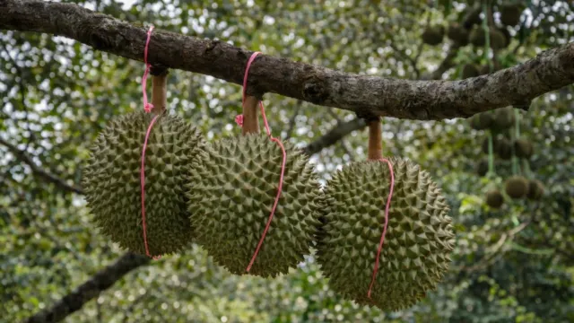 8321榴槤園檳城山中果王