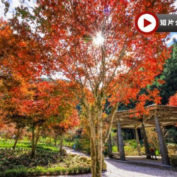 台北+杉林溪+台中 5天紅葉銀杏/賞花之旅 南投(杉林溪森林生態園區)、台中(中社觀光花海)、台北(深澳鐵道自行車體)*再減-$160憑指定中銀咭推廣碼【BOC160A3】