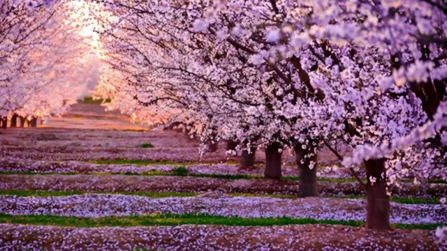 4月20日-5月10日出發團隊增遊大連櫻花勝地～龍王唐櫻花園