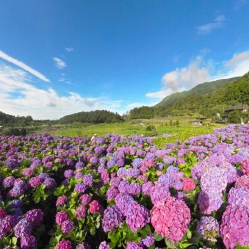 台北+陽明山賞花+桃園 秘景4天 永安漁港、土地公文化館、石門水庫、陽明山公園(冷水坑生態池、牛奶湖、菁山吊橋與落羽松步道)、迎富送窮廟、忠烈祠 *再減-$160憑指定中銀咭推廣碼【BOC160A3】