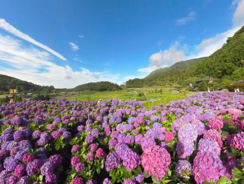台北+陽明山賞花+桃園 秘景4天 永安漁港、土地公文化館、石門水庫、陽明山公園(冷水坑生態池、牛奶湖、菁山吊橋與落羽松步道)、迎富送窮廟、忠烈祠 *再減-$160憑指定中銀咭推廣碼【BOC160A3】