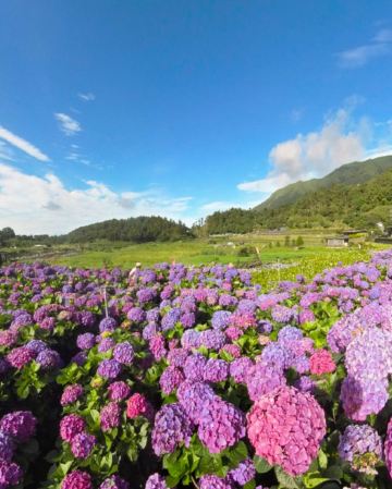台北+陽明山賞花+桃園 秘景4天 永安漁港、土地公文化館、石門水庫、陽明山公園(冷水坑生態池、牛奶湖、菁山吊橋與落羽松步道)、迎富送窮廟、忠烈祠 *再減-$160憑指定中銀咭推廣碼【BOC160A3】