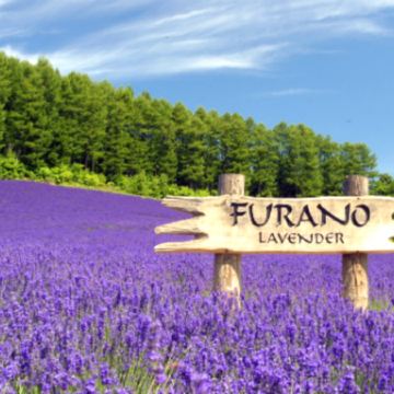 北海道~道央 6天夏日賞花之旅 富良野~富田花園、美瑛~四季彩の丘(包乘坐四季彩Norocco號觀光車)、登別Marine Park海洋城堡~企鵝巡遊、洞爺湖展望台、千歲三文魚故鄉