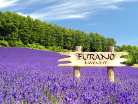 北海道~道央 6天夏日賞花之旅 富良野~富田花園、美瑛~四季彩の丘(包乘坐四季彩Norocco號觀光車)、登別Marine Park海洋城堡~企鵝巡遊、洞爺湖展望台、千歲三文魚故鄉