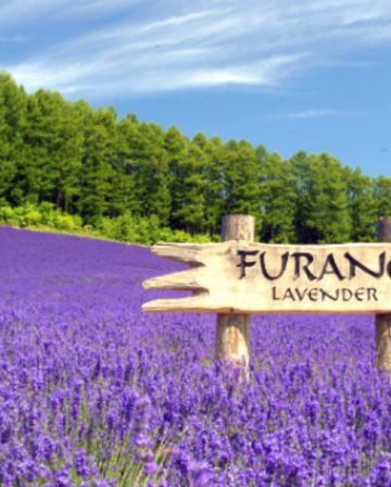 北海道~道央 6天夏日賞花之旅 富良野~富田花園、美瑛~四季彩の丘(包乘坐四季彩Norocco號觀光車)、登別Marine Park海洋城堡~企鵝巡遊、洞爺湖展望台、千歲三文魚故鄉