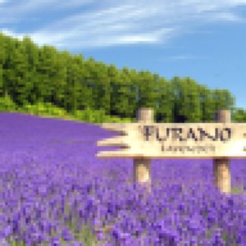 北海道~道央 6天夏日賞花之旅 富良野~富田花園、美瑛~四季彩の丘(包乘坐四季彩Norocco號觀光車)、登別Marine Park海洋城堡~企鵝巡遊、洞爺湖展望台、千歲三文魚故鄉