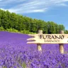 北海道~道央 6天夏日賞花之旅 富良野~富田花園、美瑛~四季彩の丘(包乘坐四季彩Norocco號觀光車)、登別Marine Park海洋城堡~企鵝巡遊、洞爺湖展望台、千歲三文魚故鄉