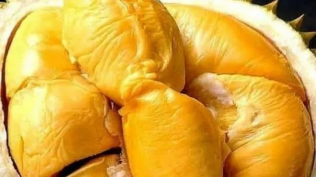 紅園(365檳城榴槤園)