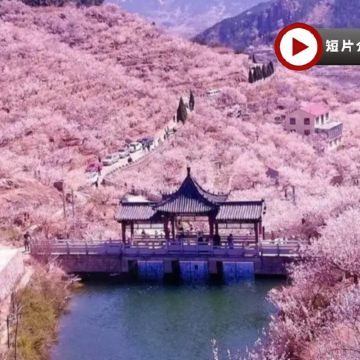 漫山櫻桃花海🌸~大嶗櫻桃谷、海上仙山~嶗山風景區、中山公園春日花卉🌸、青島啤酒博物館、歐陸風情~八大關、雲上海天觀光廳、乘船出海觀光、青島標誌棧橋、聖彌厄爾大教堂、宮廷晚宴《蘭齊宴賦》5天純玩團