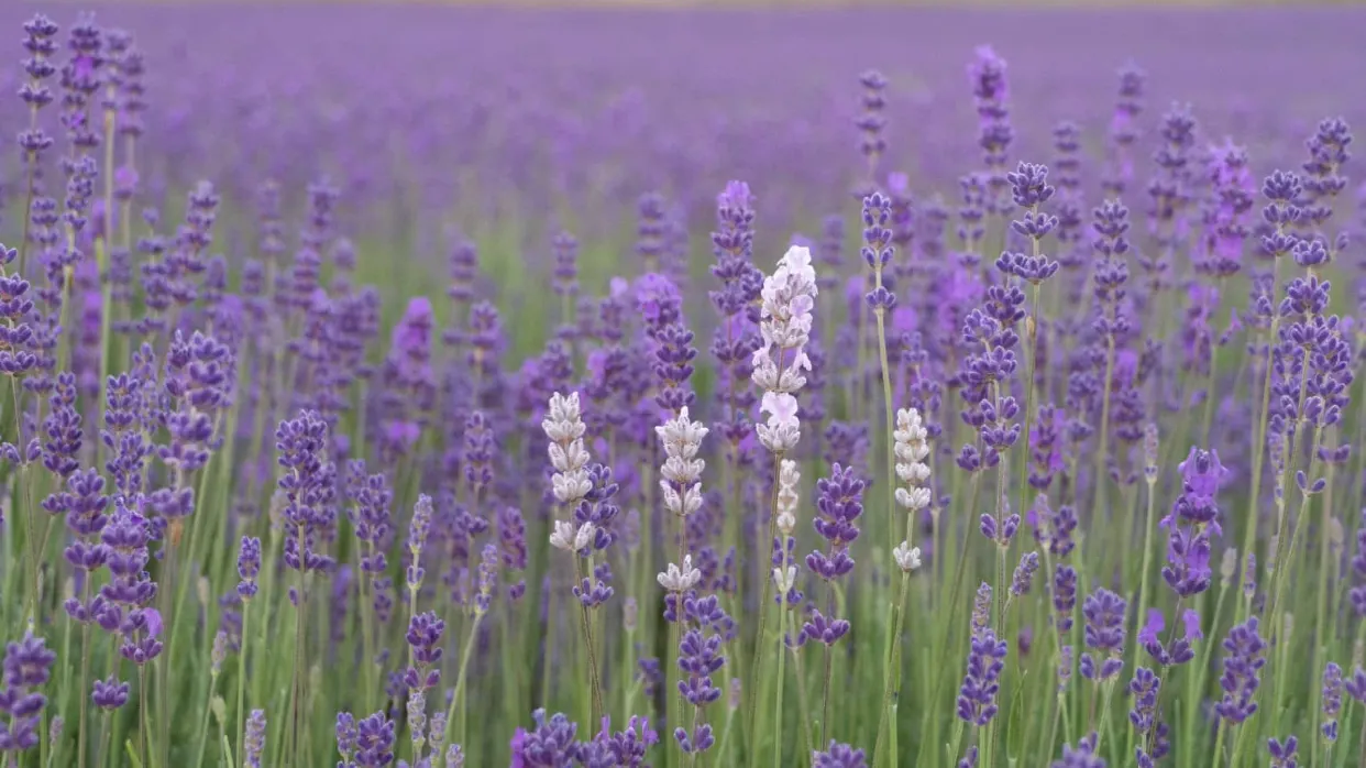 New Zealand Alpine Lavender