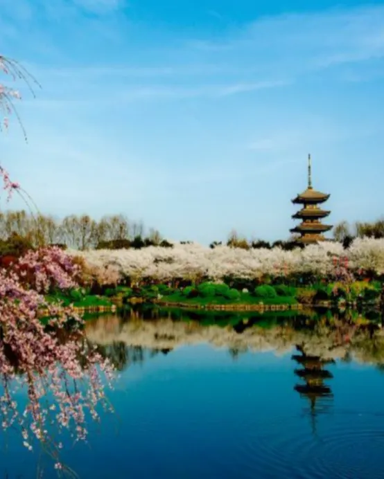 武漢6天團·湘鄂春色(武漢、荊州、岳陽) 西北湖廣場夜櫻、龜山公園櫻花、東湖磨山櫻園、蔡甸油菜花海、仙桃夢裡水鄉、枝江同心花海、黃鶴樓、晴川假日酒店櫻花樹下浪漫下午茶 純玩高鐵團