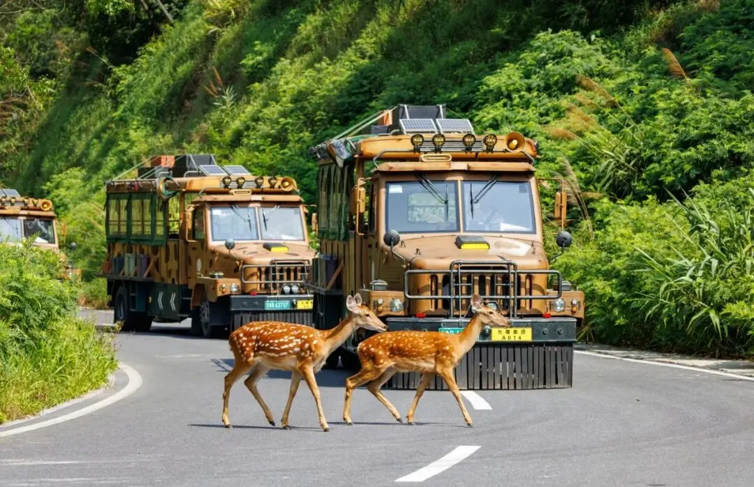 清遠長隆動物大越野