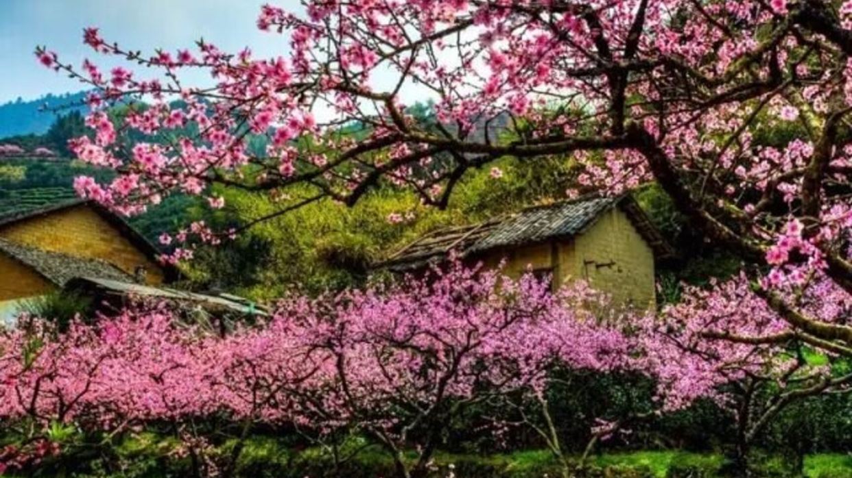 廣東小林芝~九峯山