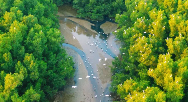大亞灣紅樹林城市濕地公園